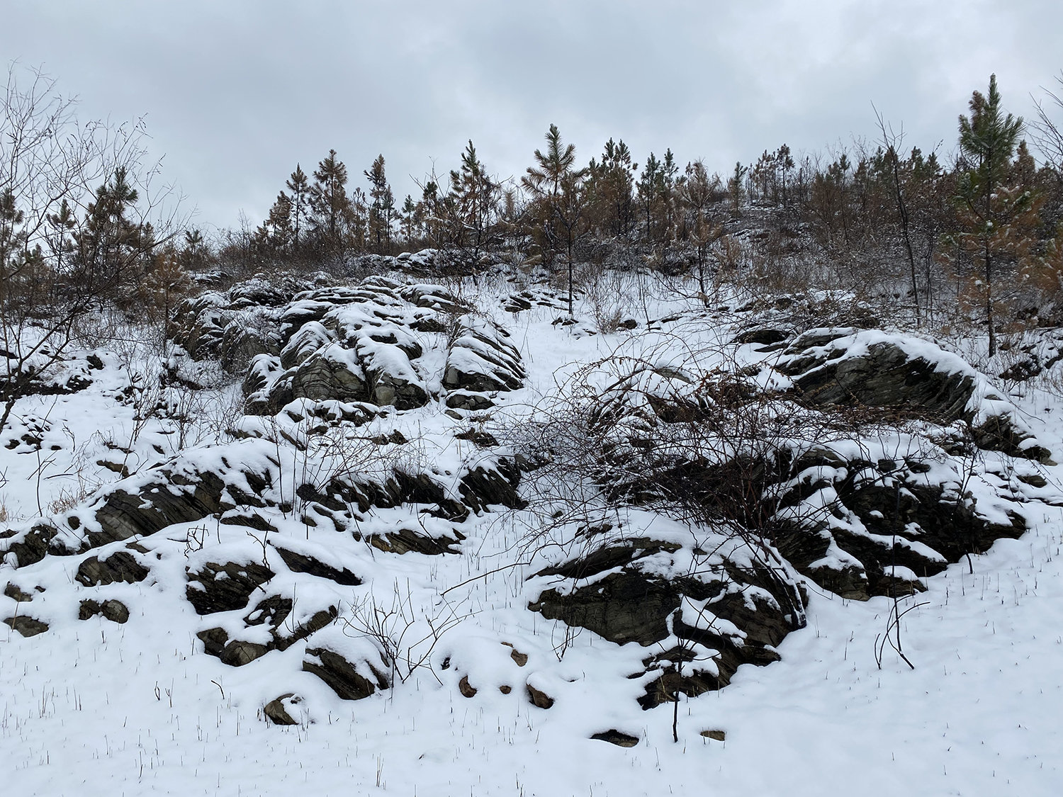 网文：去看这美好的世界——《山中初雪》